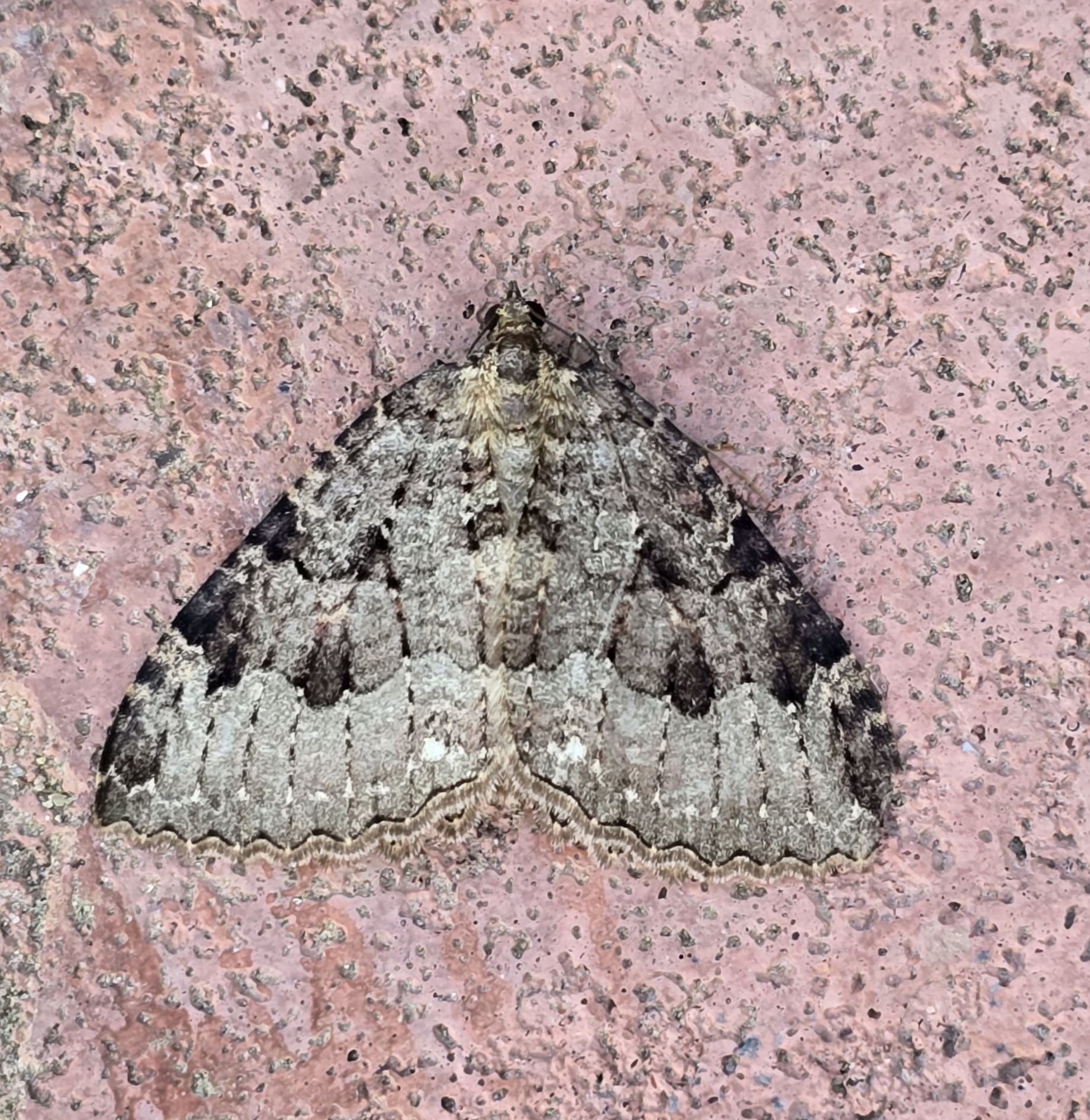 Photo of Tissue (Triphosa dubitata)